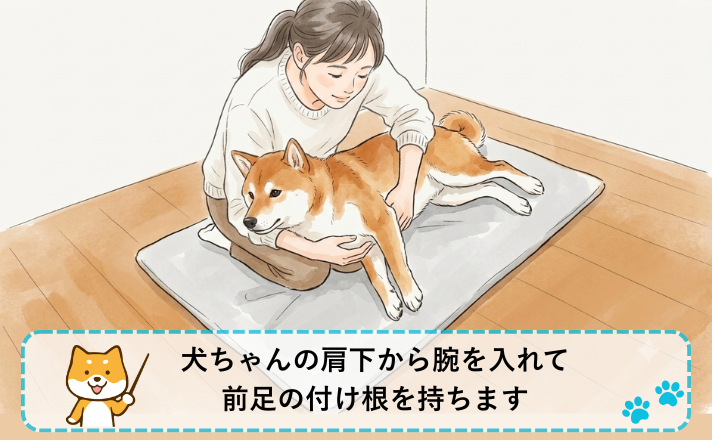 犬ちゃんの肩下から腕を入れて前足の付け根を持つ