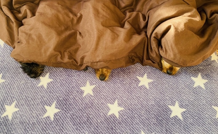 ３匹の小型犬の鼻