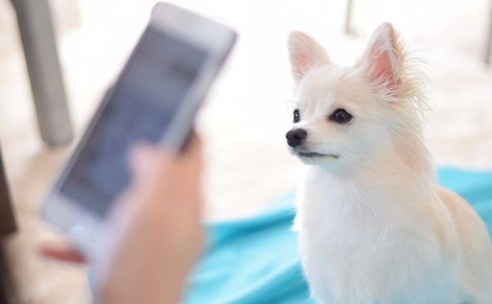 愛犬の様子をスマホにメモする人