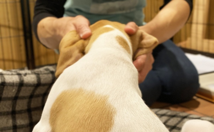 愛犬の頭をなでる飼い主様