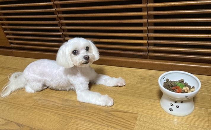 ご飯を前にしてフセをするマルチーズ