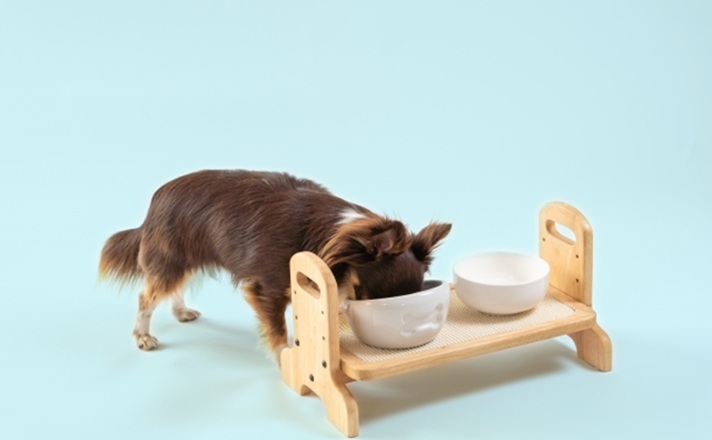 ご飯台に乗せた食器でご飯を食べるチワワ