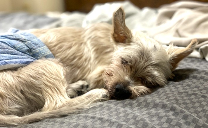 ぐっすり眠る老犬