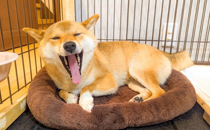 ハウスでくつろぐ柴犬