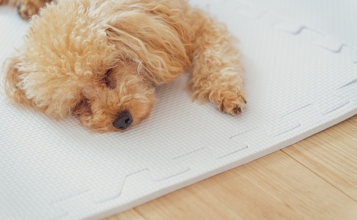 フロアマットの上で眠るトイプードル