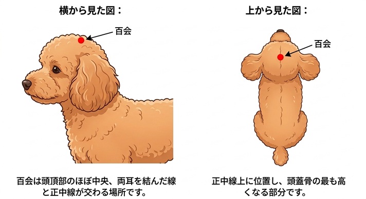 犬の百会