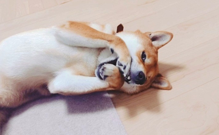 嫌がる柴犬