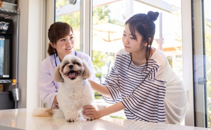 獣医師に相談する飼い主様とシーズー犬