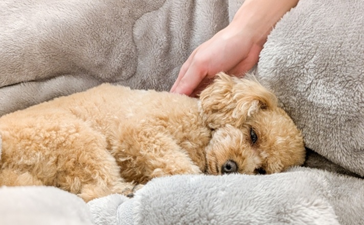 飼い主様に撫でられながらうとうとするトイプードル