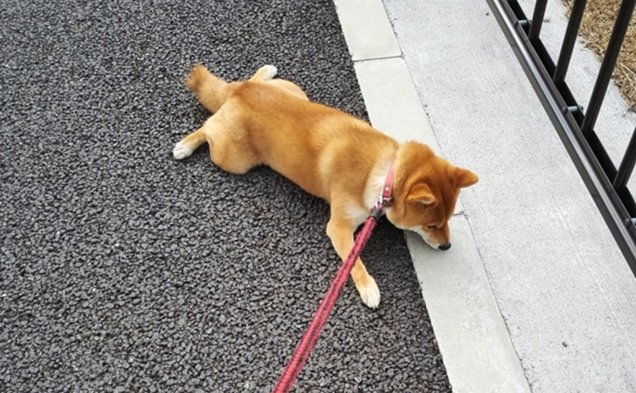 道路にへばりつく柴犬