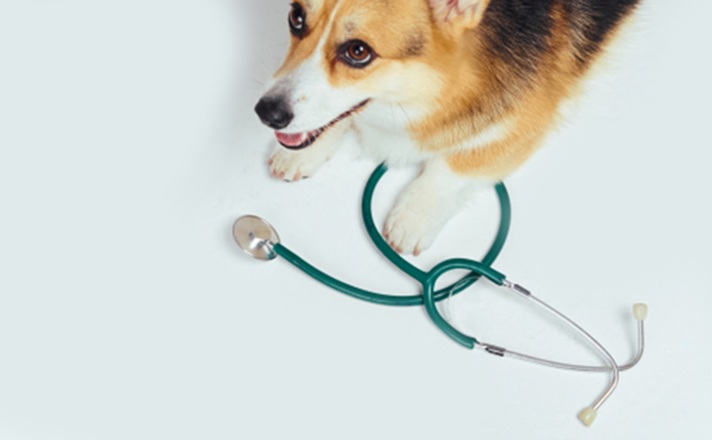 コーギー犬と聴診器