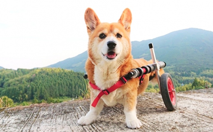 車椅子姿のコーギー犬