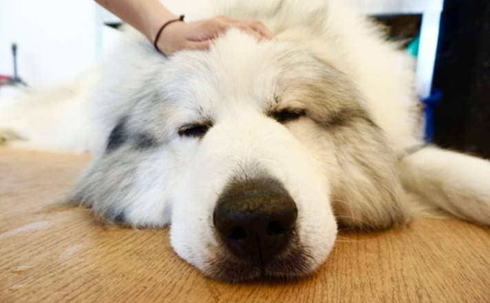 マッサージしてもらう大型犬