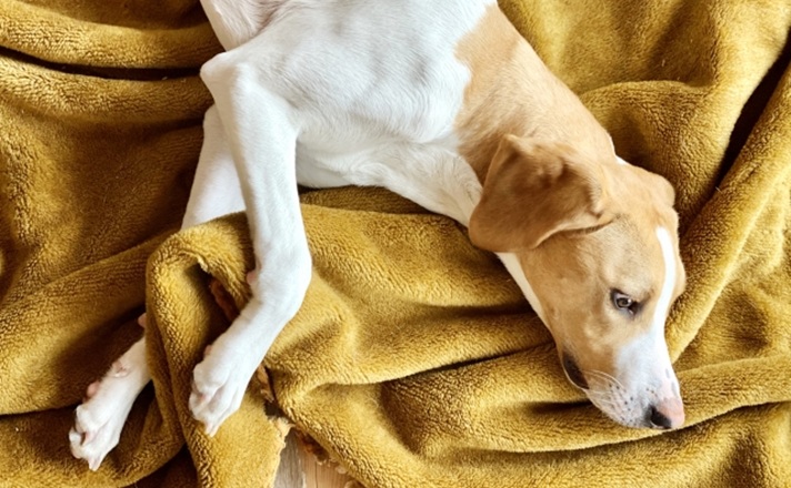 毛布の上で横になる犬