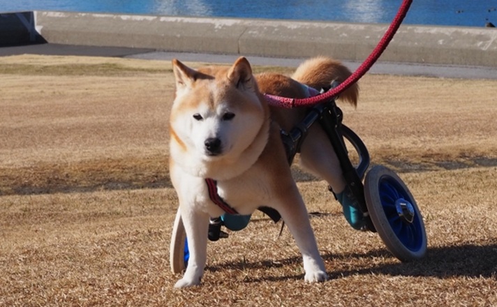 車椅子でお散歩する柴犬