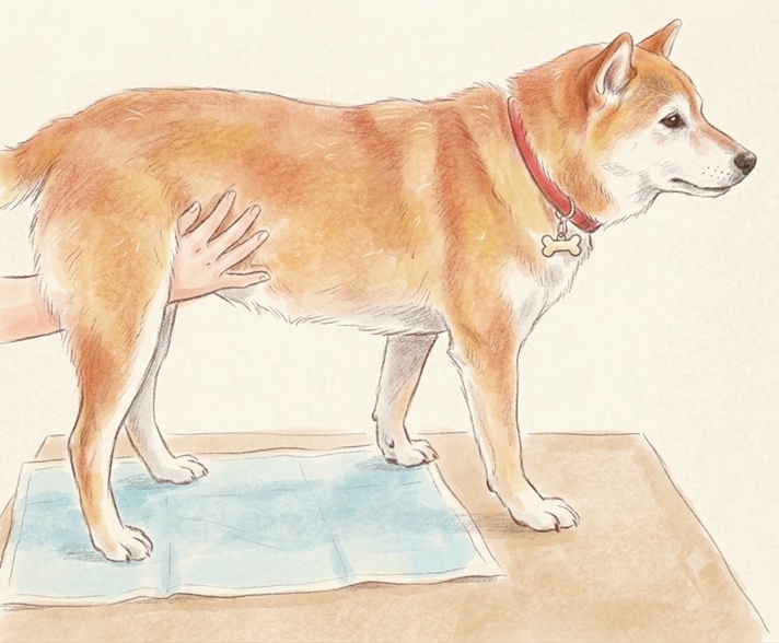オス犬の排尿介助
