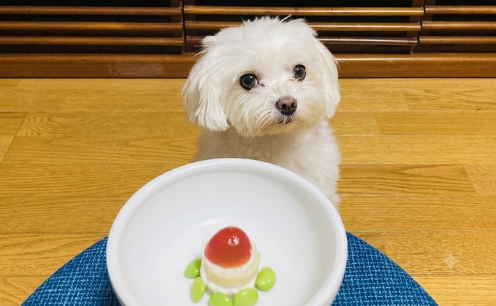 手造りのご飯をもらうマルチーズ