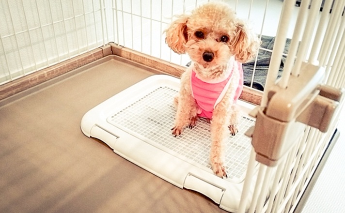 犬用トイレで用を足すトイプードル