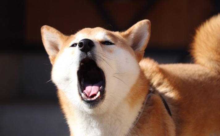 遠吠えをする柴犬