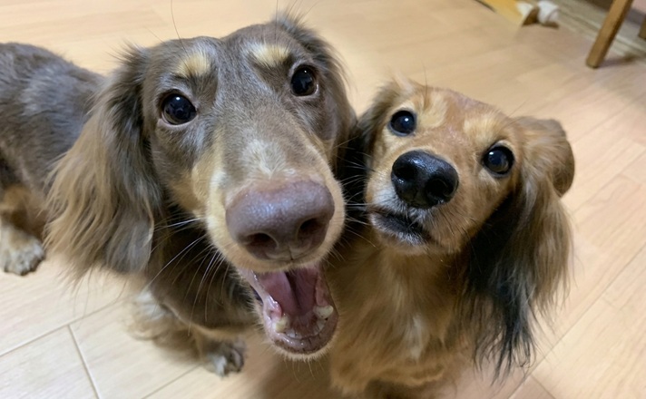 2匹のミニチュアダックスフンド