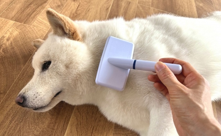 ブラッシングしてもらう柴犬