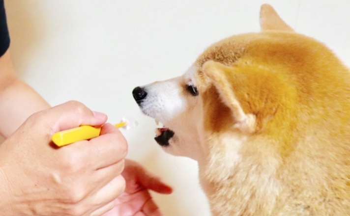 歯を磨いてもらう柴犬