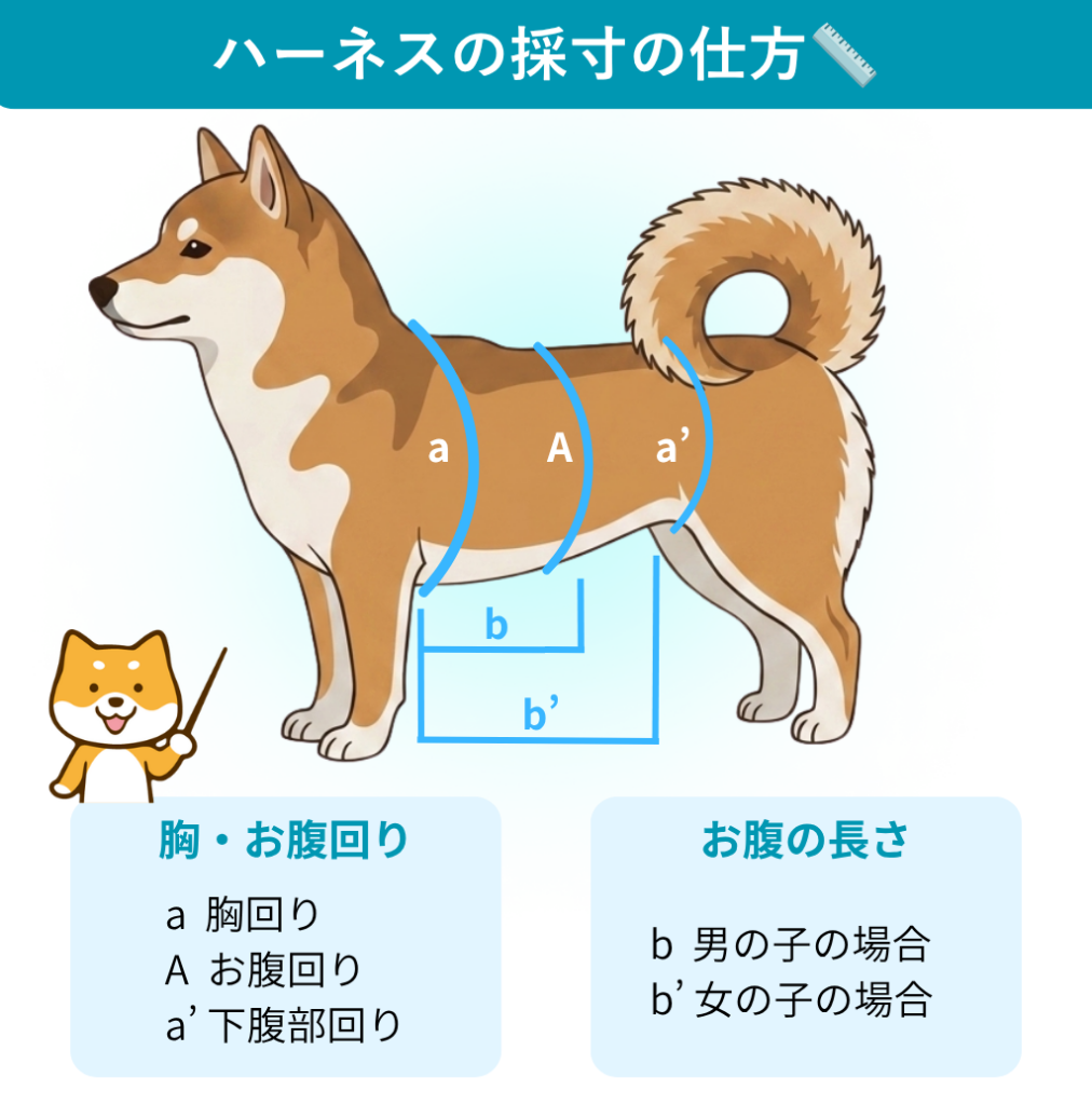 歩行補助ハーネスの採寸の仕方