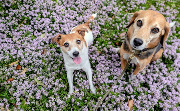 ジャックラッセルテリアとビーグル犬