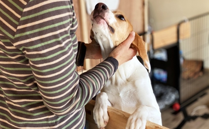 飼い主になでてもらうビーグル犬