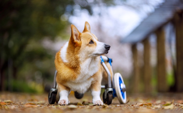 車いすでお散歩するコーギー犬