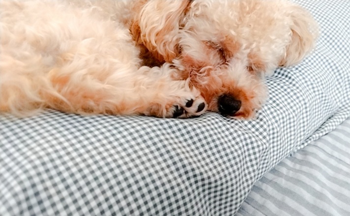 眠っているトイプードル