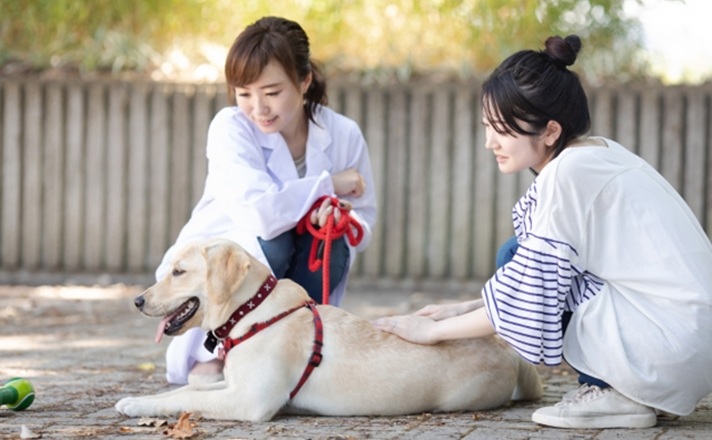ラブラドールレトリーバーの様子を見る獣医師と飼い主