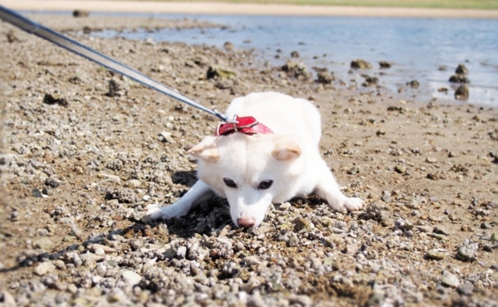 散歩を拒否する白い犬