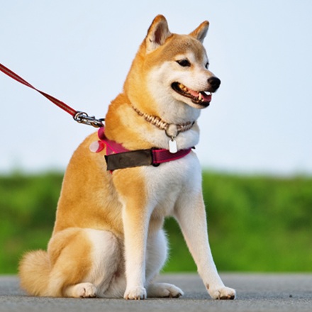 柴犬