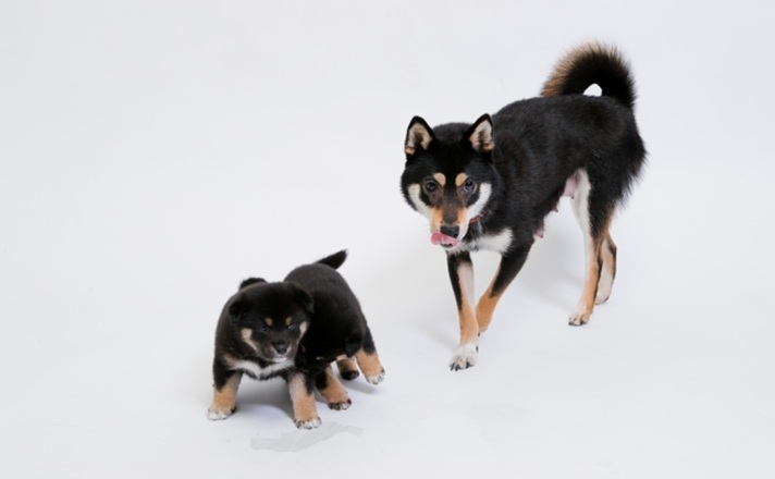 柴犬の子供たちと親犬