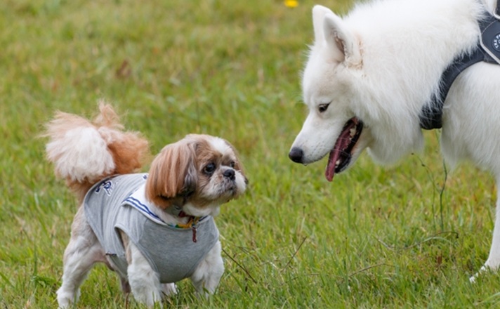 小さなシーズー犬と大きなサモエド犬