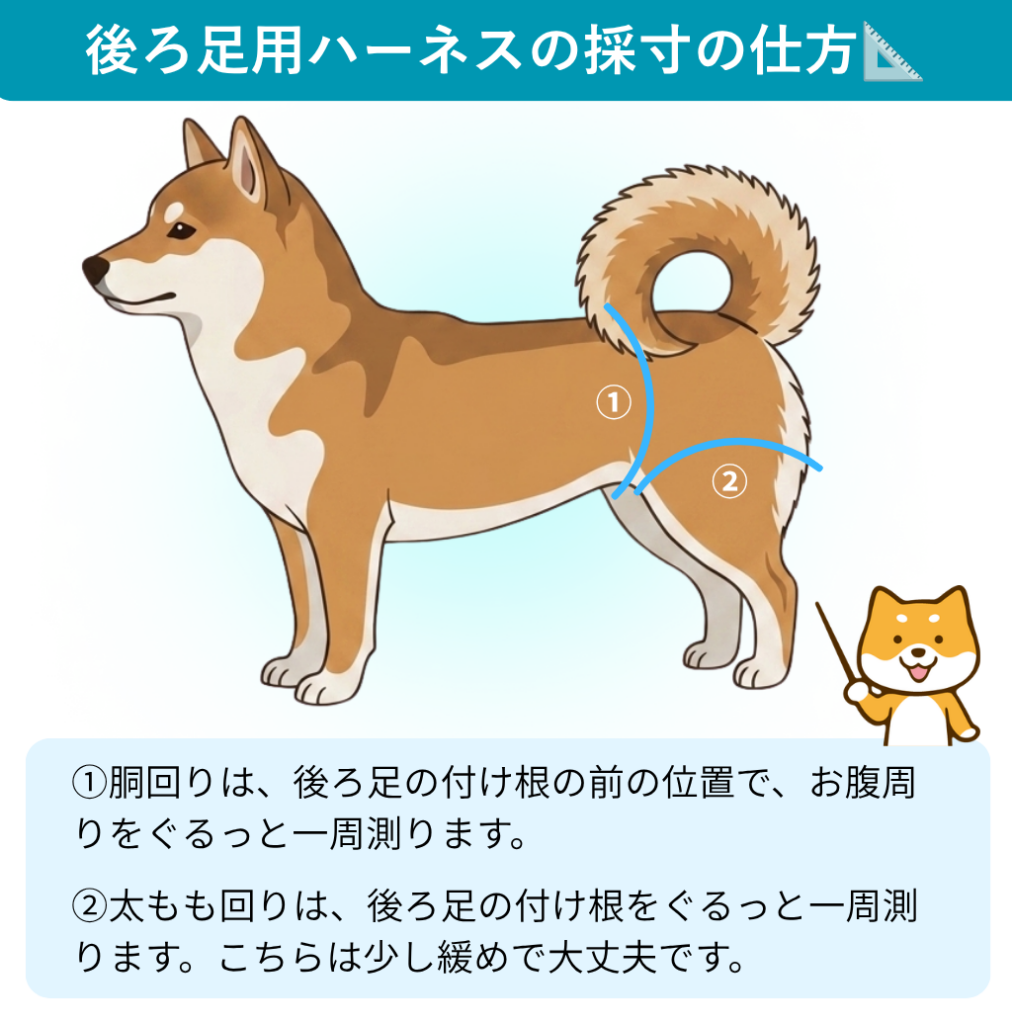 後ろ足用ハーネスの採寸の仕方